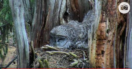 Great Gray Owl Nest Streaming Owl Nest Webcam Western Montana