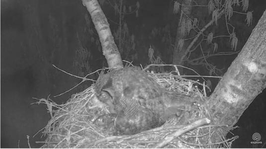 Great Horned Owl Nest YouTubeLive Streaming Webcam Charlo Montana