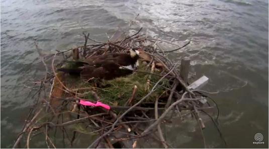 Live Streaming Ospreys Birds Nest Webcam Kent Island Maryland