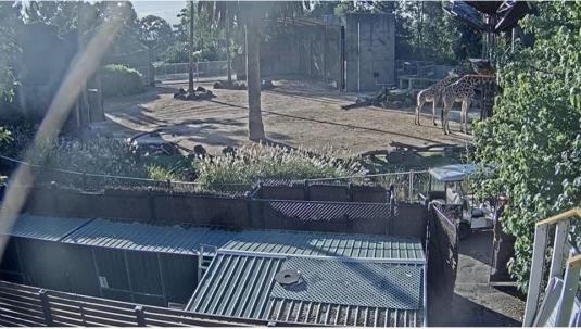 Melbourne Zoo LIVE Streaming Giraffes Webcam Melbourne Zoo Melbourne Australia