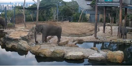 Taronga Zoo Live Streaming Elephants Enclosure Zoo Web Cam Sydney Australia