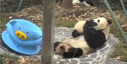 Live Giant Pandas Streaming Pandas Cam Shenshuping Gengda Panda Center China