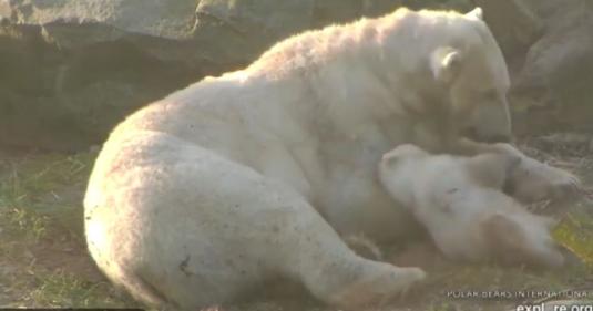 Ouwehands Dierenpark Zoo Live Polar Bears Webcam Netherlands