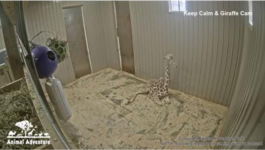 Giraffes Live Streaming Zoo Web Cam Animal Adventure Park Harpursville NewYork
