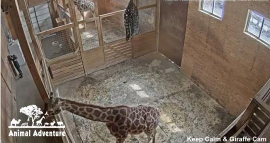 Animal Adventure Park Live Streaming Giraffes Zoo Watching Cam NewYork