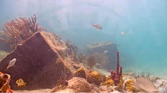 Underwater Coral Reef Fish Cam urban coral reef in Miami Florida