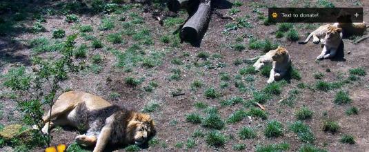 Edinburgh Zoo Live streaming video Lions Enclosure webcam
