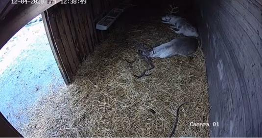 Scottish Reindeer Shed Santa streaming Webcam